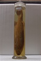 藏品(日本真鱸)的圖片